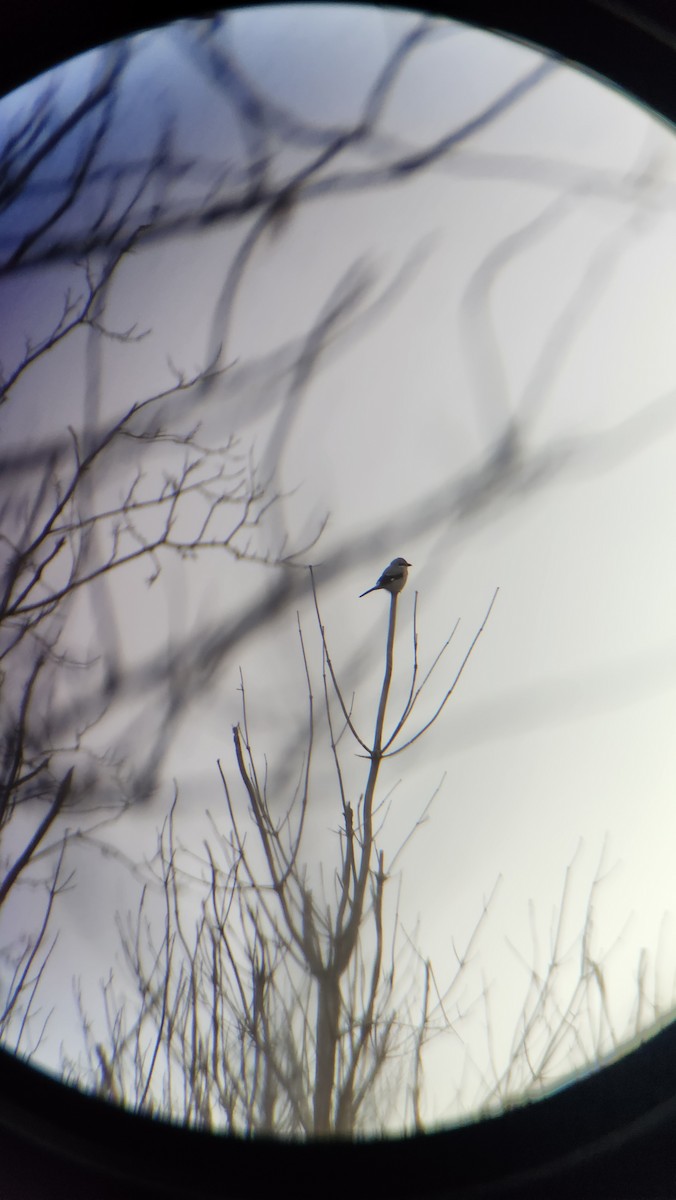 ťuhýk severní - ML627023614