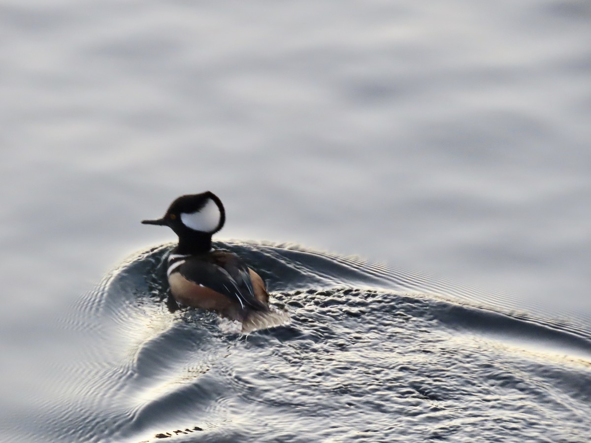 Hooded Merganser - ML627023657