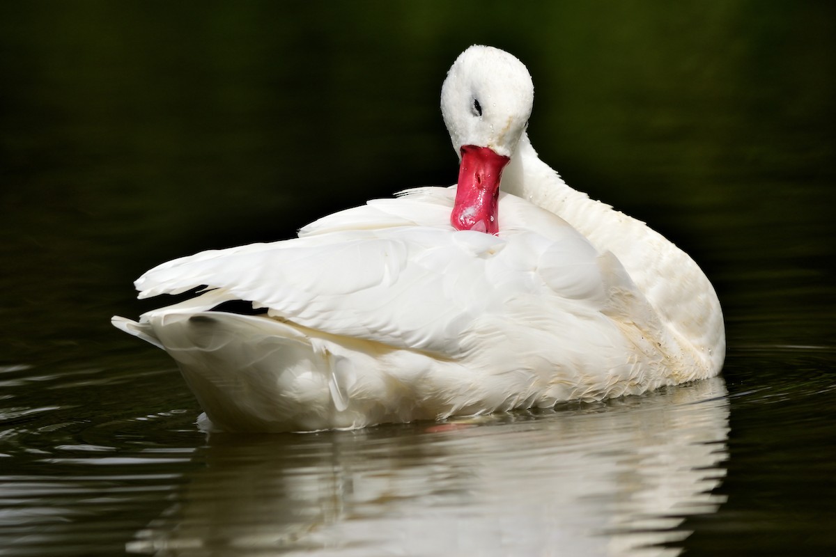 Coscoroba Swan - ML627023773