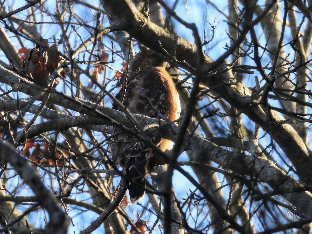 Red-shouldered Hawk - ML627023781