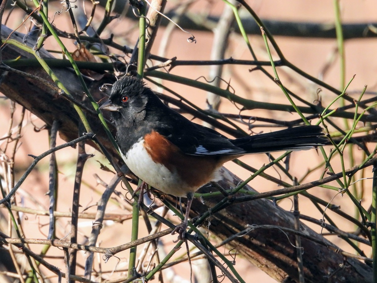 Eastern Towhee - ML627023786