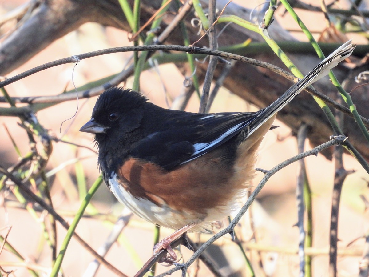 Eastern Towhee - ML627023788