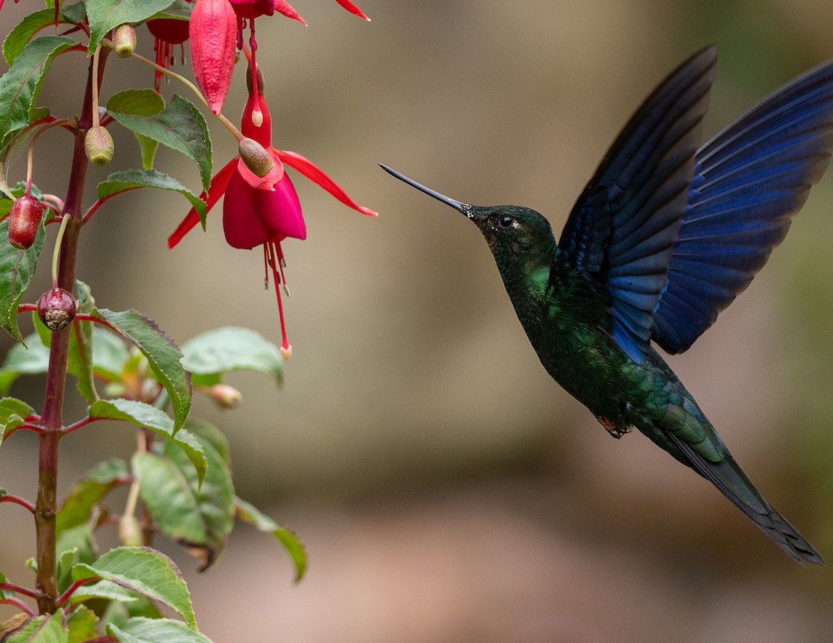 Great Sapphirewing - ML627023890