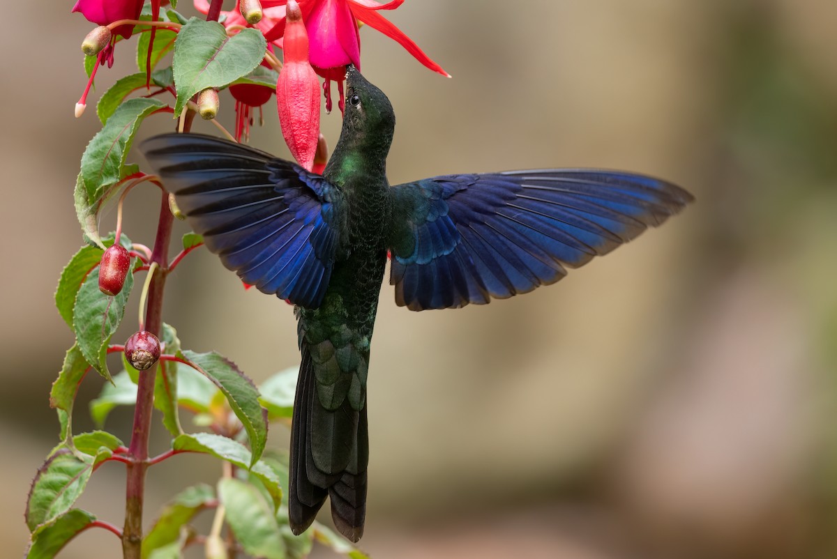 Great Sapphirewing - ML627023891