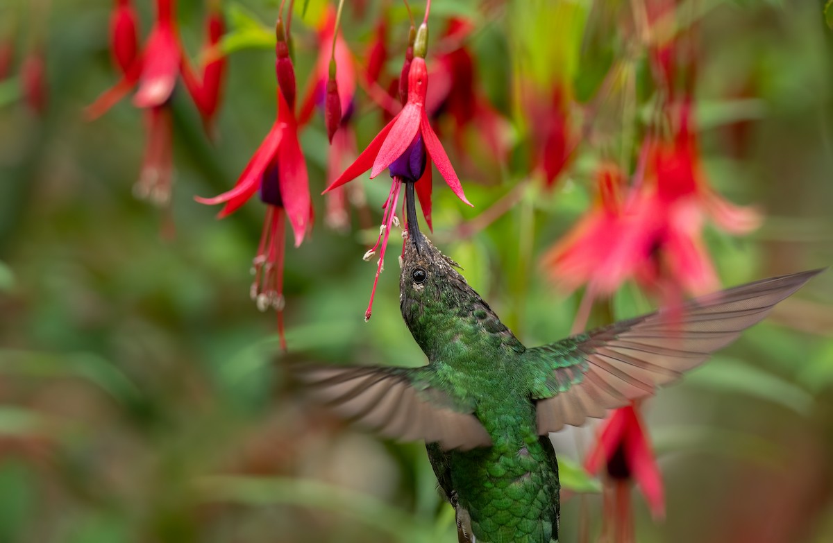 Mountain Velvetbreast - ML627023916