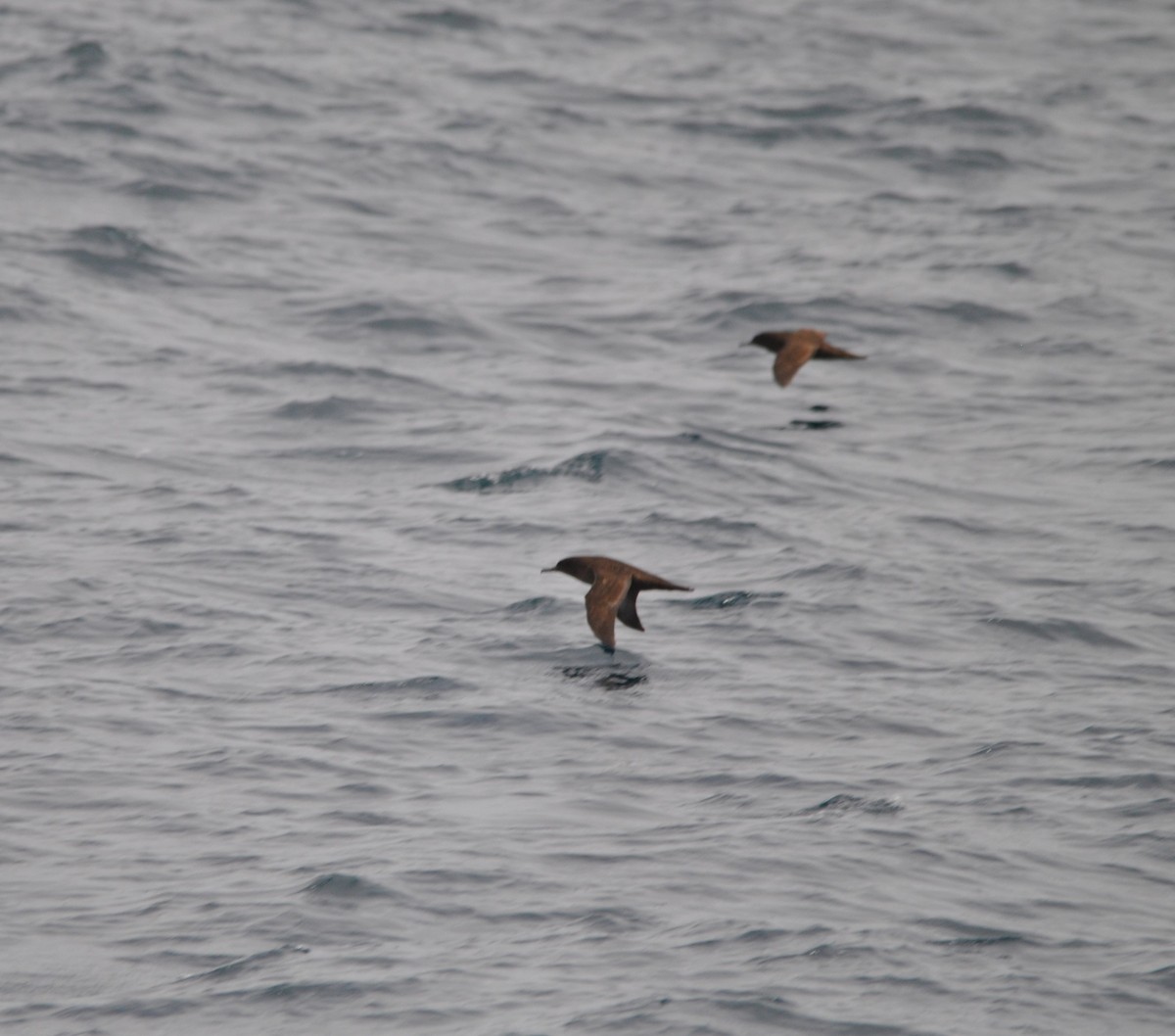 Sooty Shearwater - ML627023923