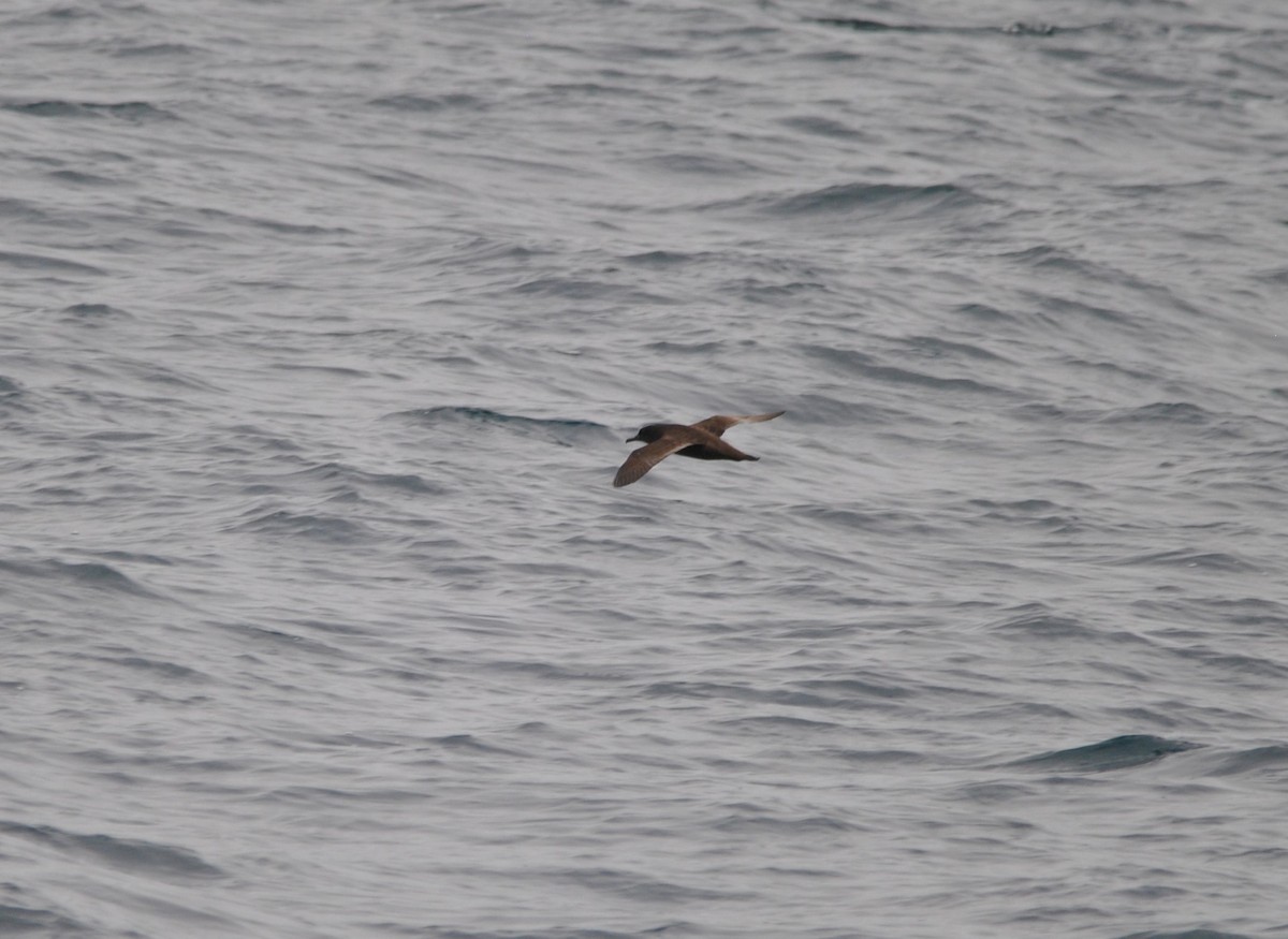 Sooty Shearwater - ML627023924