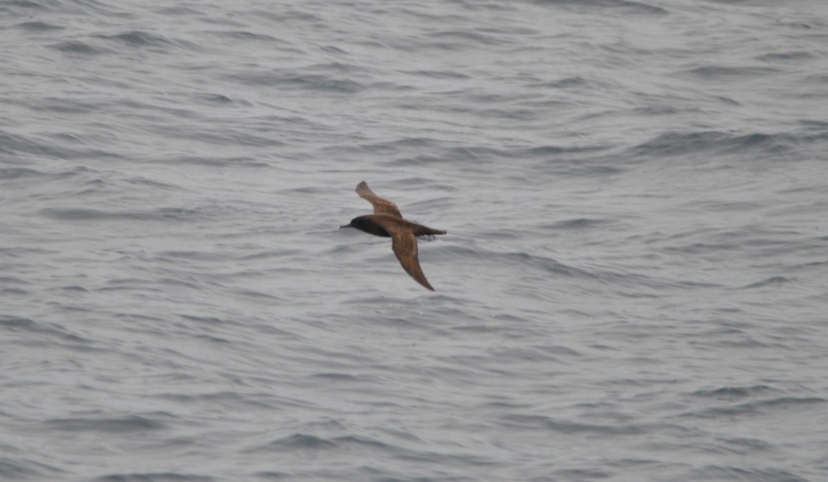 Sooty Shearwater - ML627023925