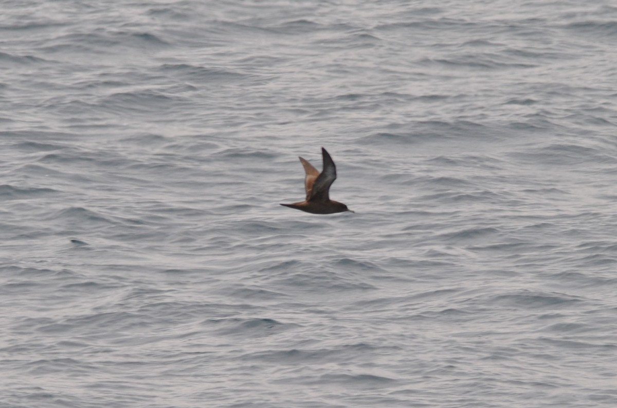 Sooty Shearwater - ML627023930
