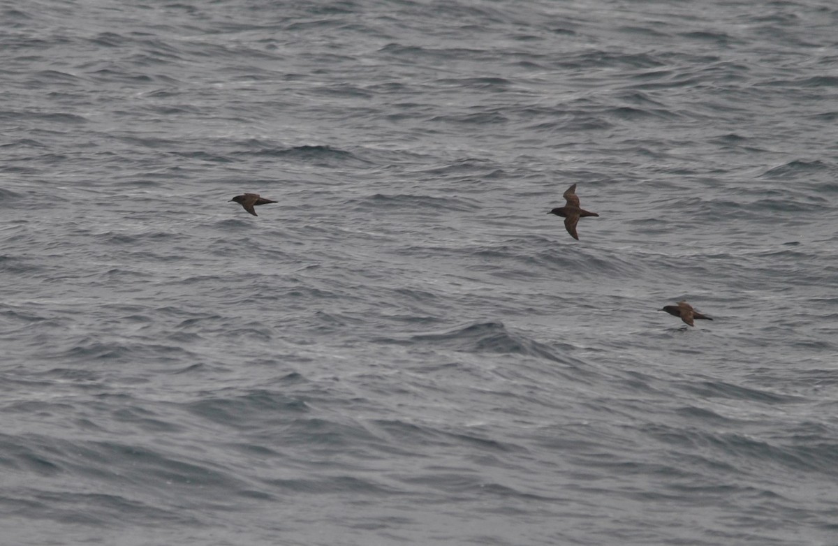Sooty Shearwater - ML627023931