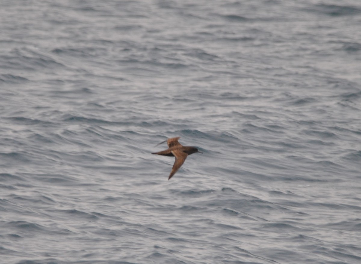 Sooty Shearwater - ML627023932