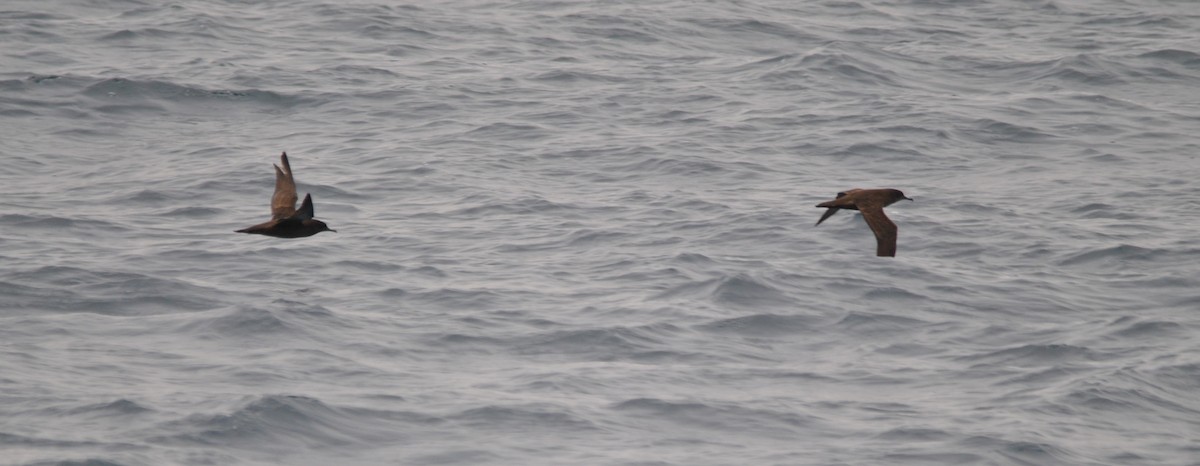 Sooty Shearwater - ML627023933