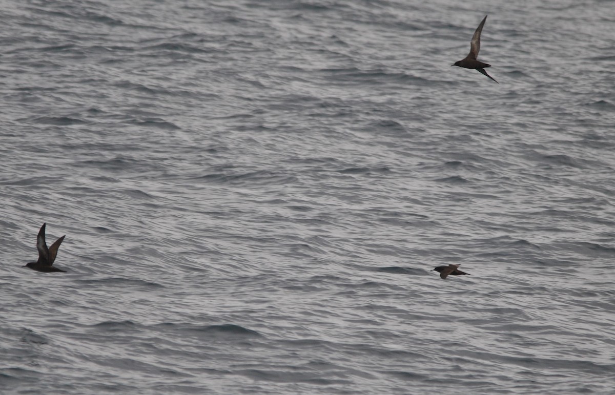 Sooty Shearwater - ML627023934