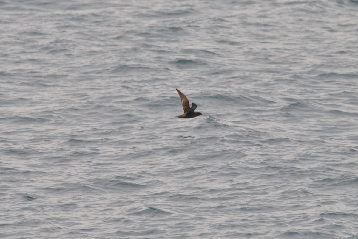 Sooty Shearwater - ML627023935