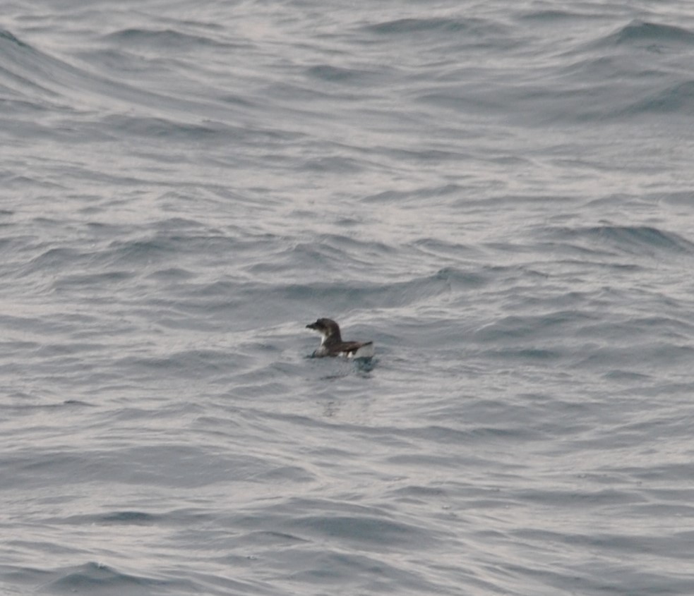Peruvian Diving-Petrel - ML627023971