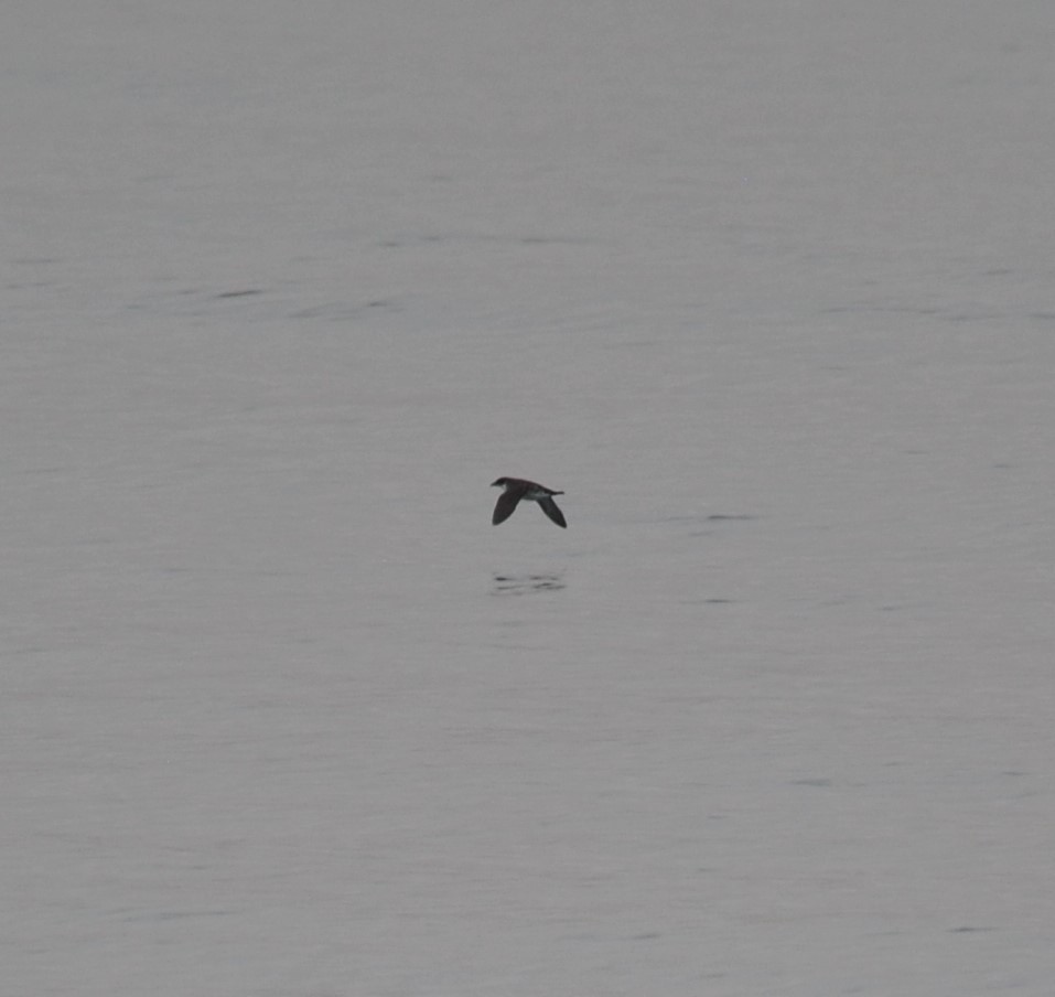 Peruvian Diving-Petrel - ML627023972