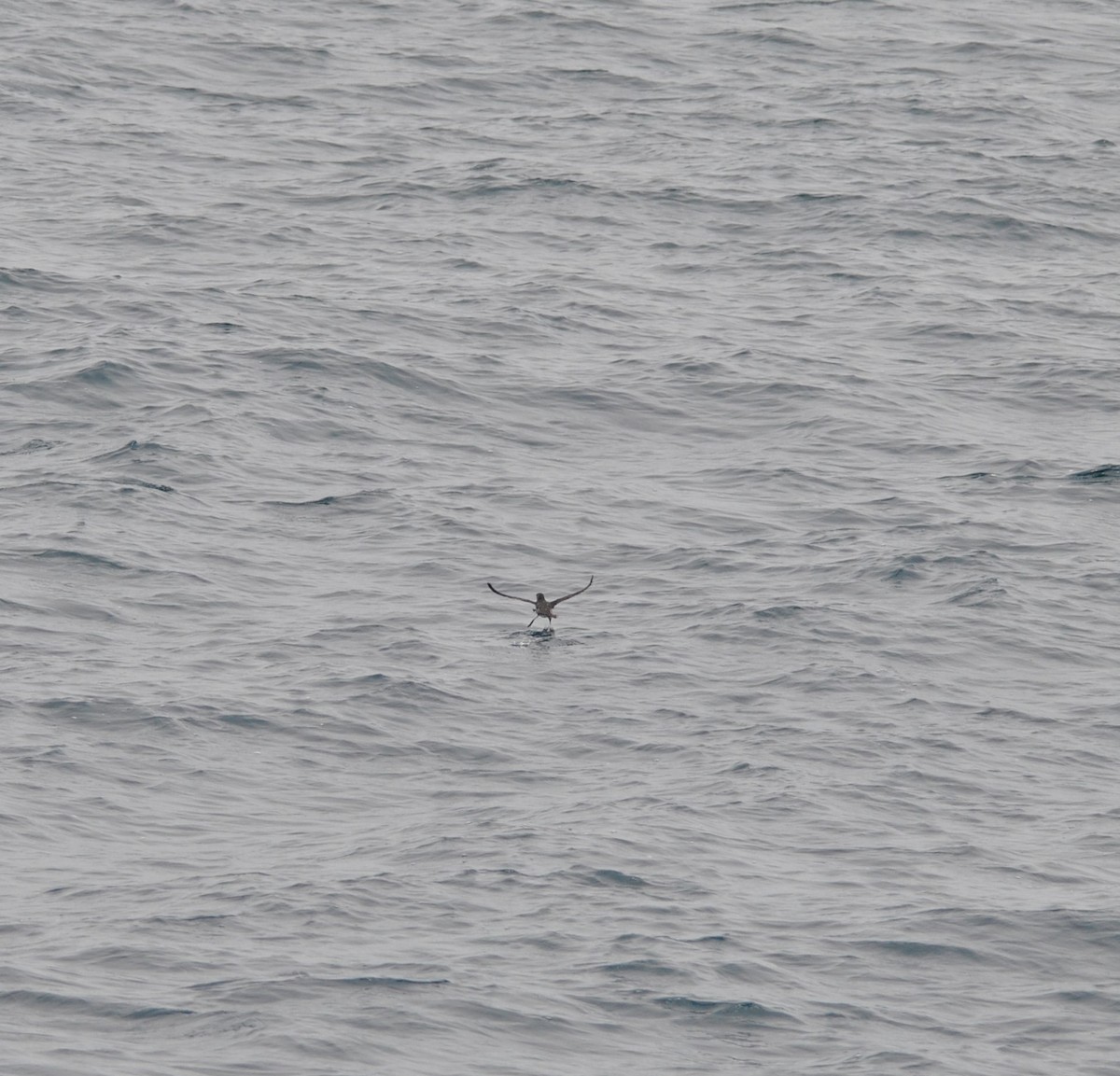 Peruvian Diving-Petrel - ML627023973