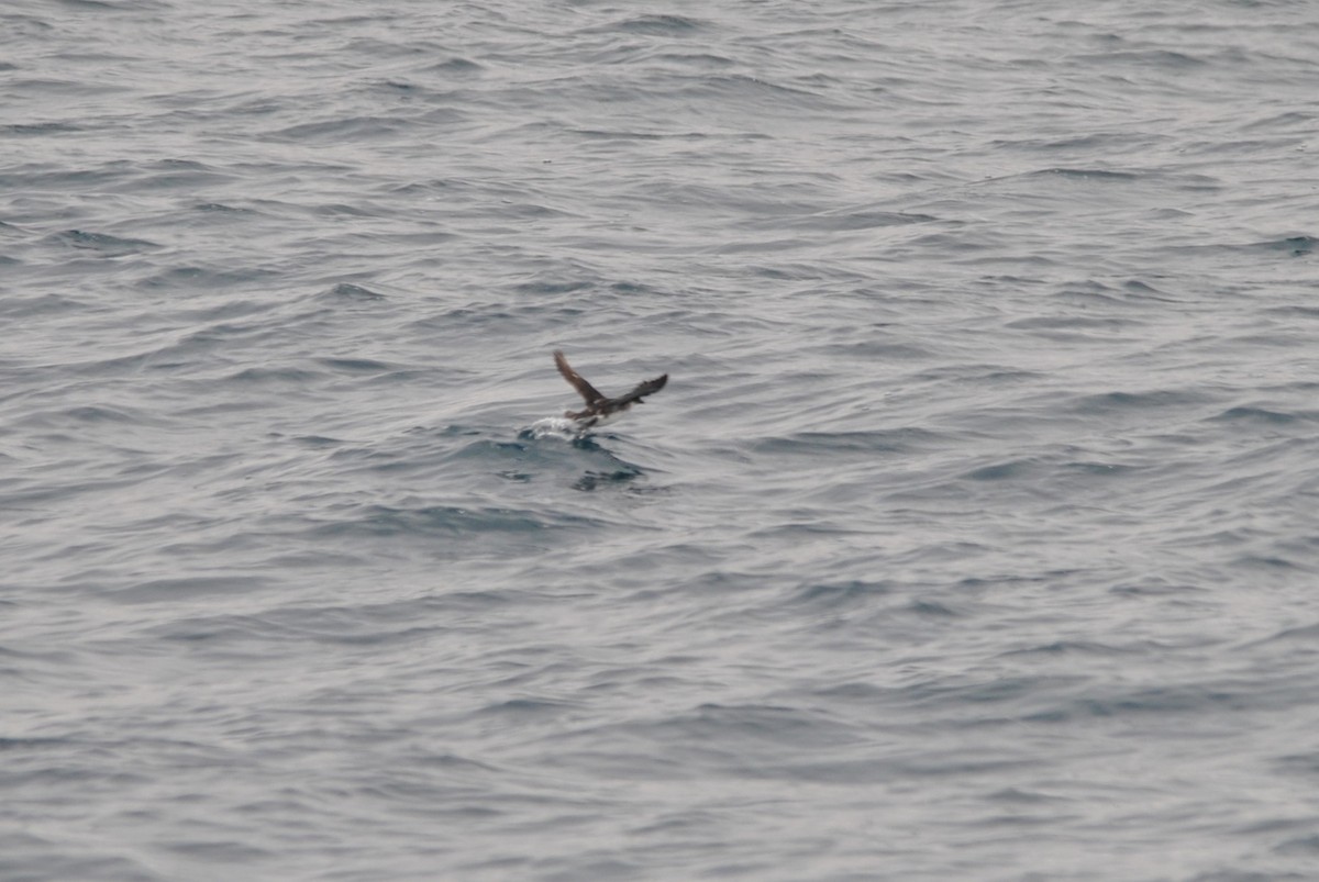 Peruvian Diving-Petrel - ML627023974