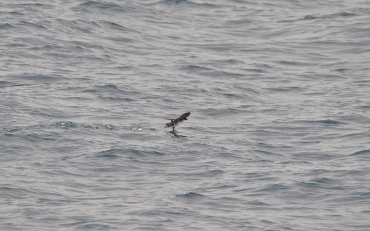 Peruvian Diving-Petrel - ML627023975