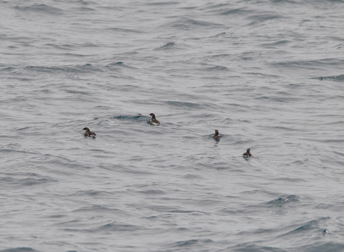 Peruvian Diving-Petrel - ML627023976