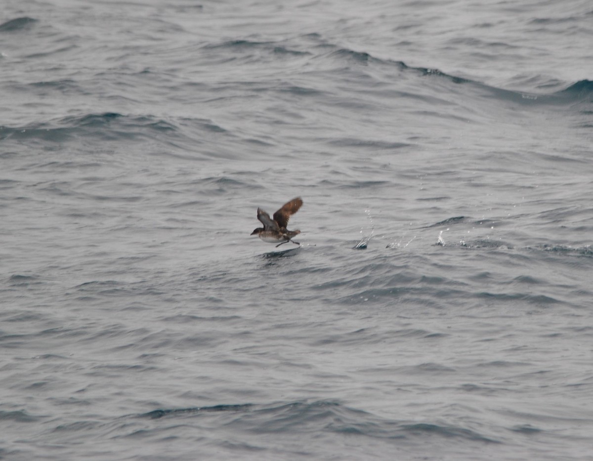 Peruvian Diving-Petrel - ML627023977