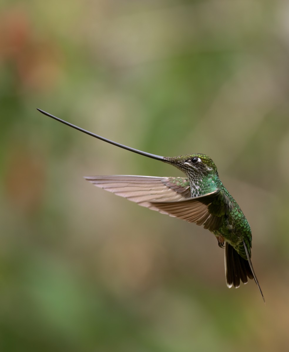 Sword-billed Hummingbird - ML627023989