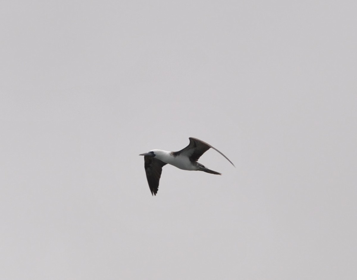 Peruvian Booby - ML627024008