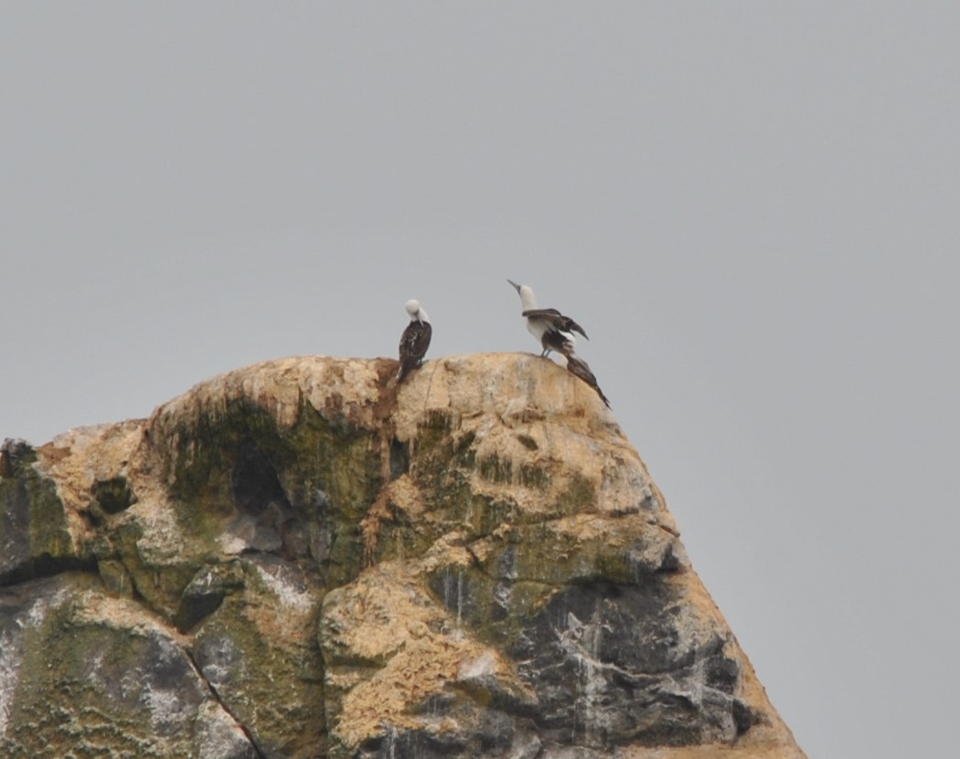 Peruvian Booby - ML627024009