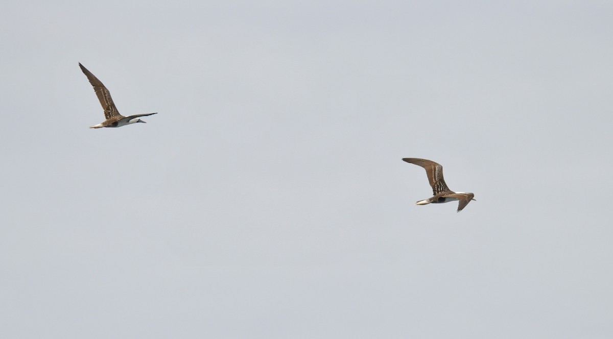Peruvian Booby - ML627024010