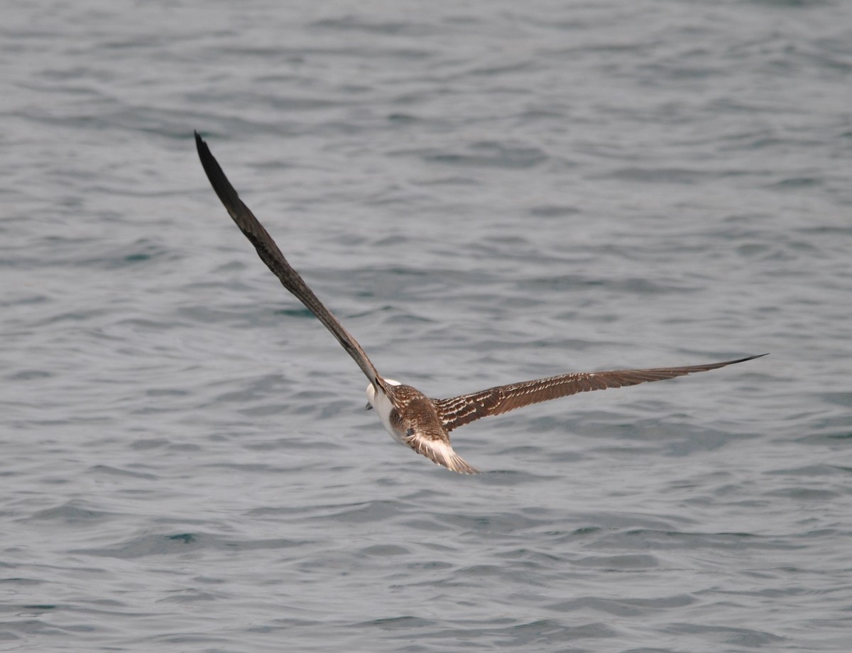 Peruvian Booby - ML627024011