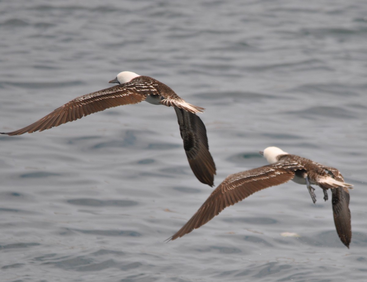 Peruvian Booby - ML627024012