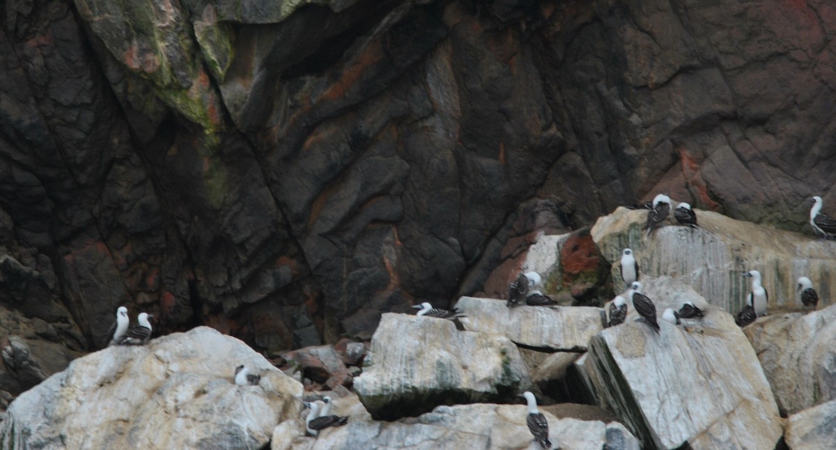 Peruvian Booby - ML627024013