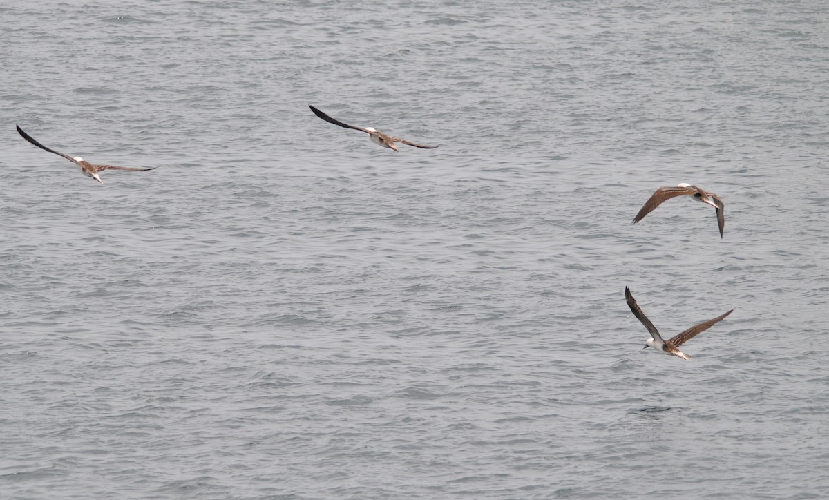 Peruvian Booby - ML627024014
