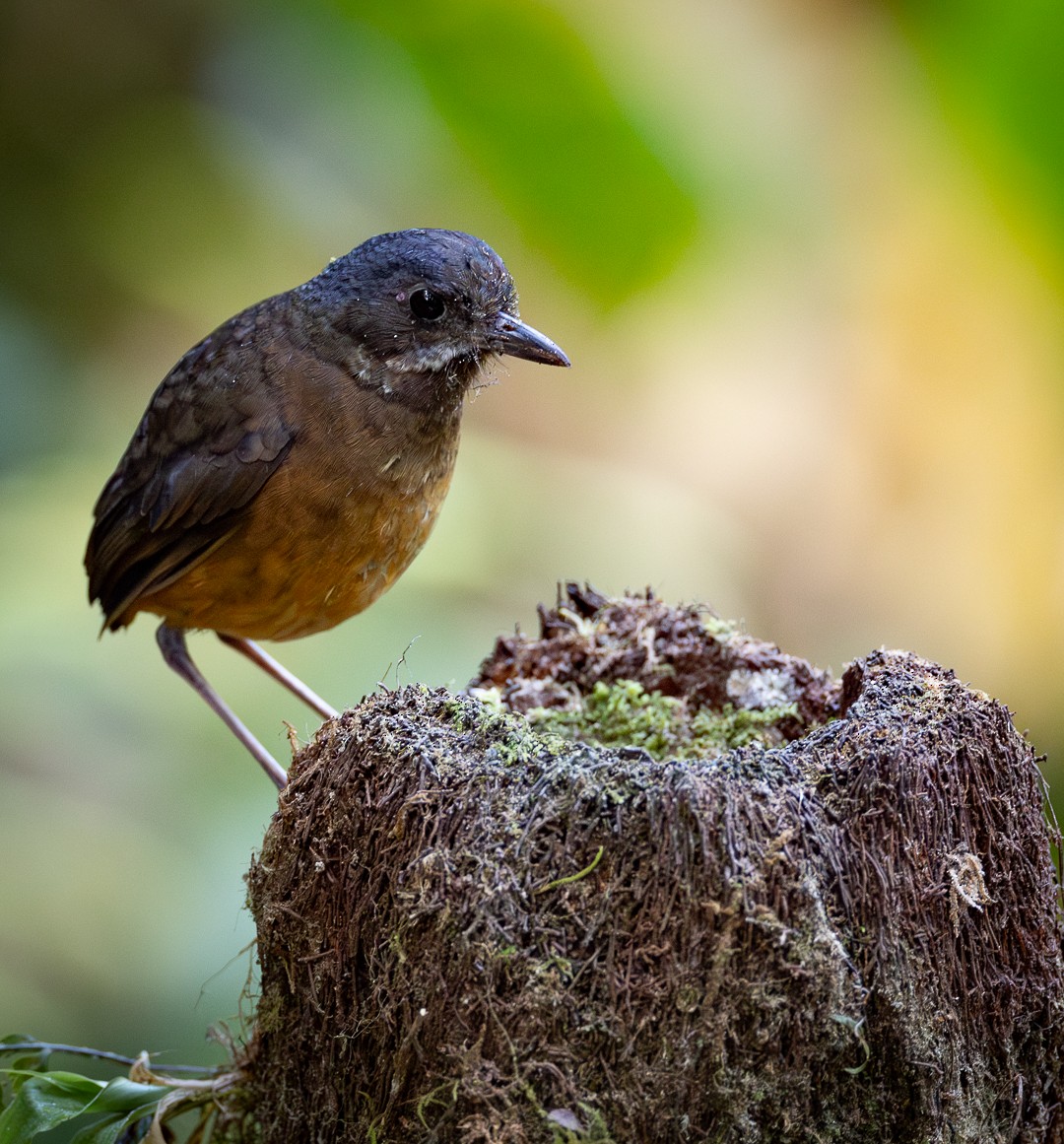 Moustached Antpitta - ML627024026