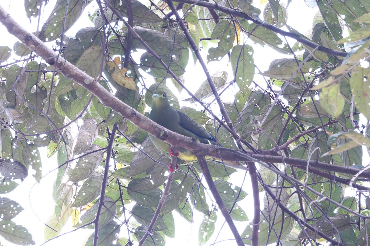 Sumatran Green-Pigeon - ML627024057