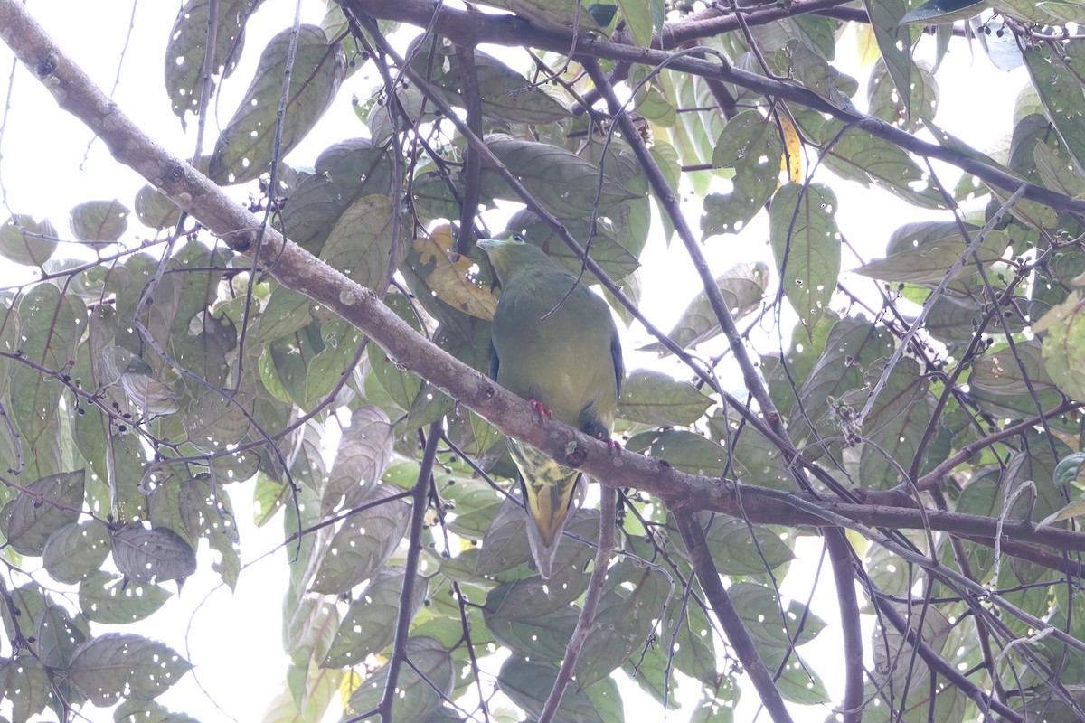 Sumatran Green-Pigeon - ML627024062