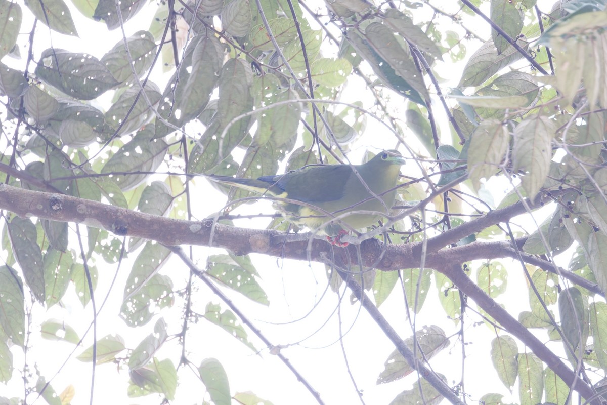 Sumatran Green-Pigeon - ML627024063