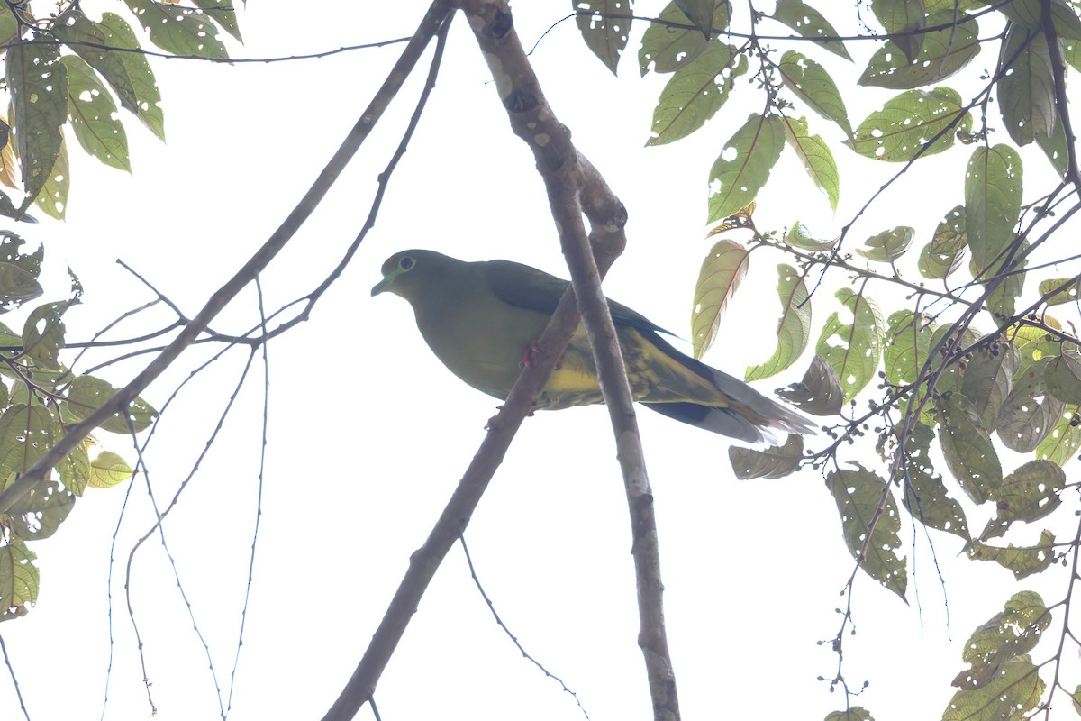 Sumatran Green-Pigeon - ML627024074