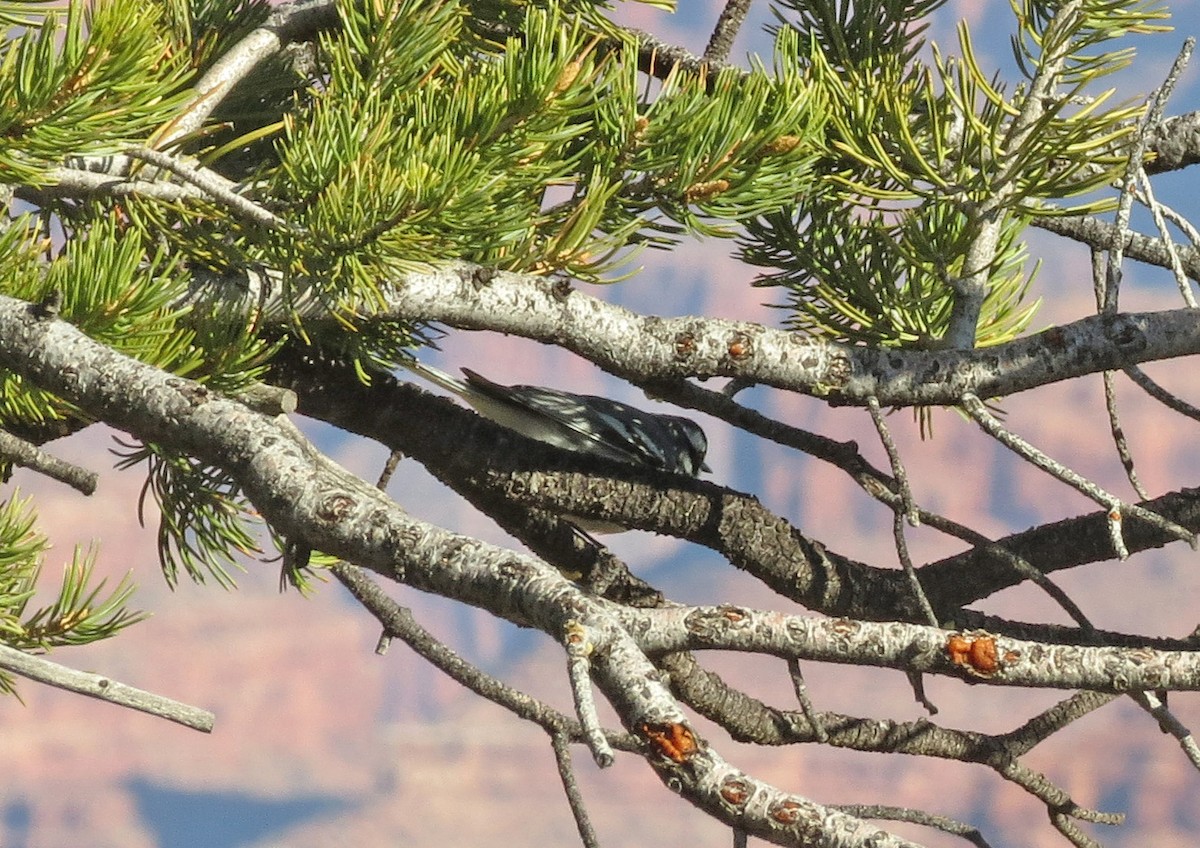 Black-throated Gray Warbler - ML62702411