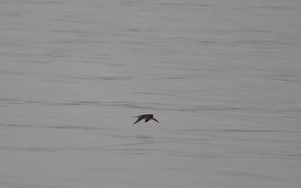 Black Skimmer - ML627024134