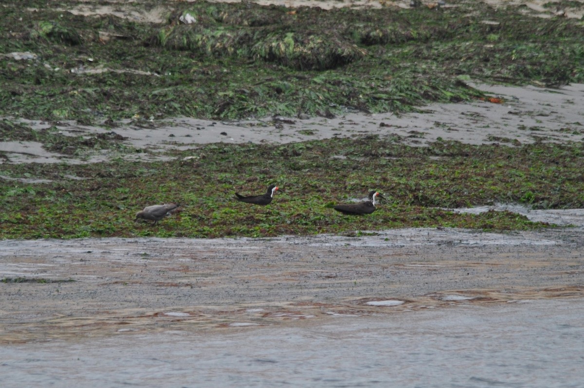 Black Skimmer - ML627024135