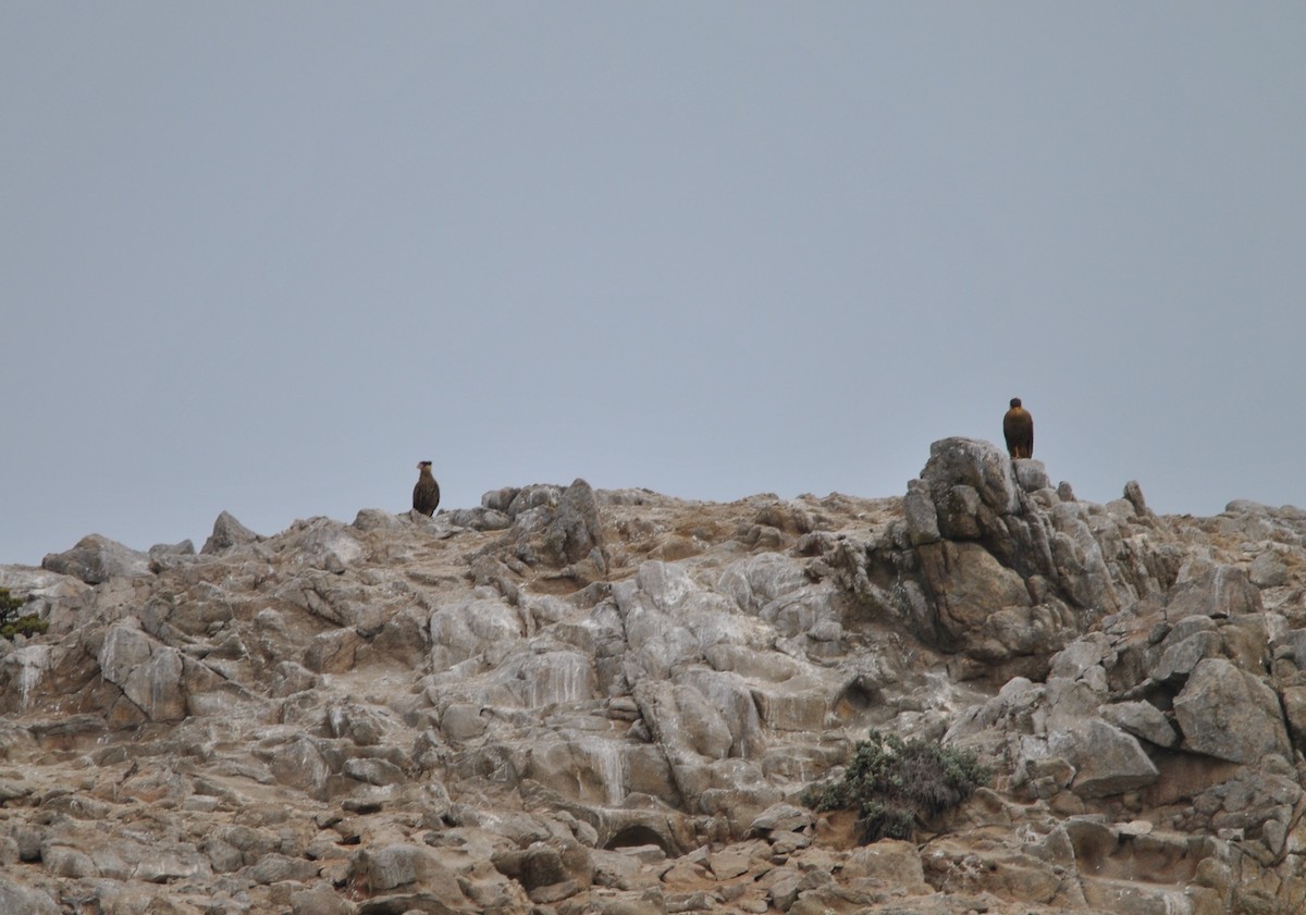 Crested Caracara - ML627024155