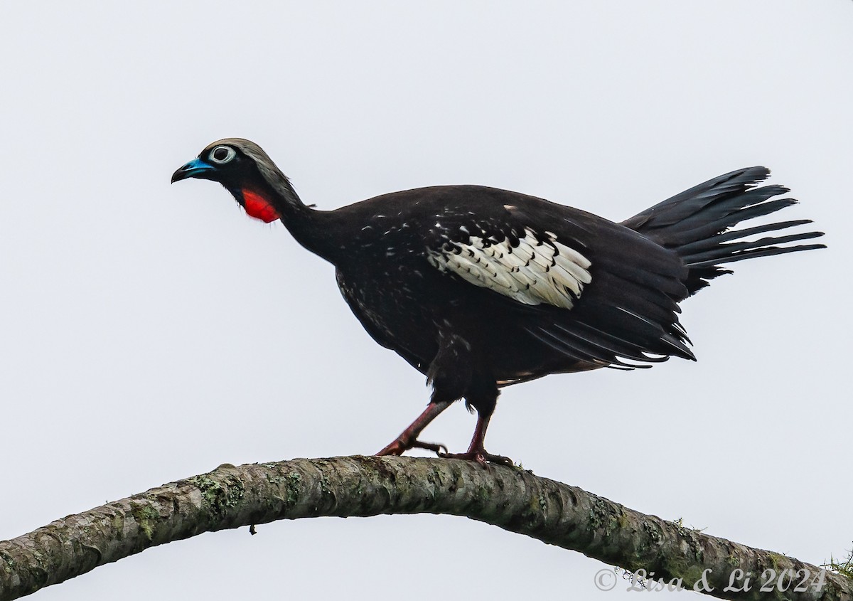 Black-fronted Piping-Guan - ML627024255