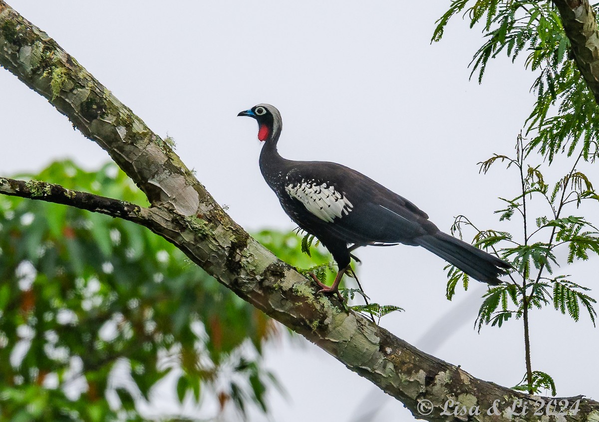 Black-fronted Piping-Guan - ML627024256