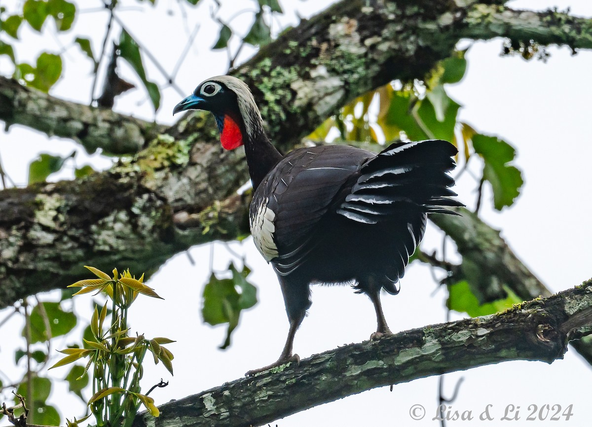 Black-fronted Piping-Guan - ML627024257