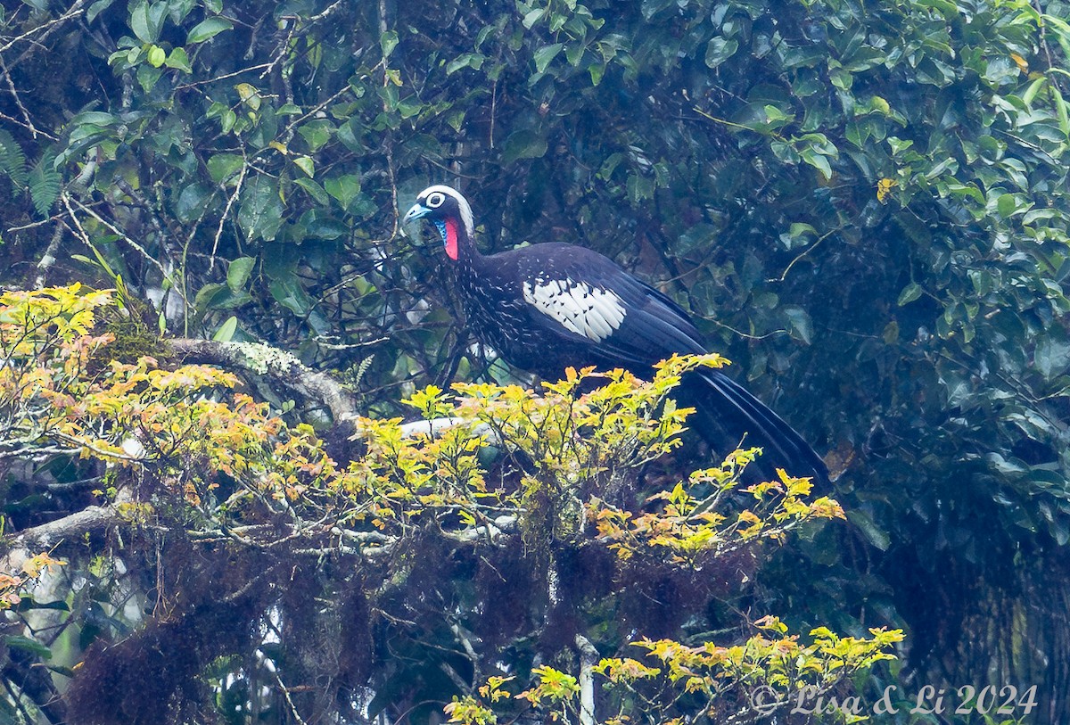 Black-fronted Piping-Guan - ML627024258