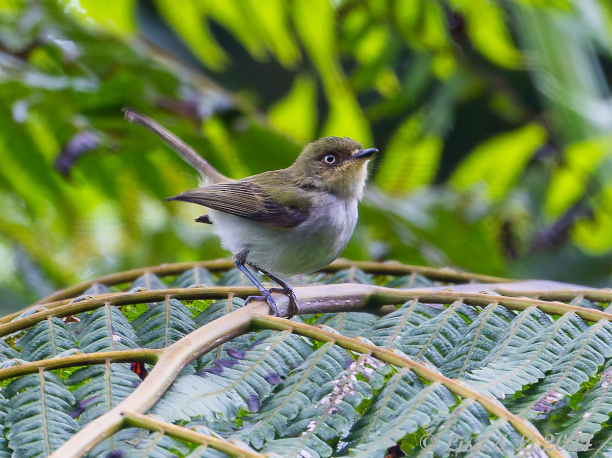 Bay-ringed Tyrannulet - ML627024309