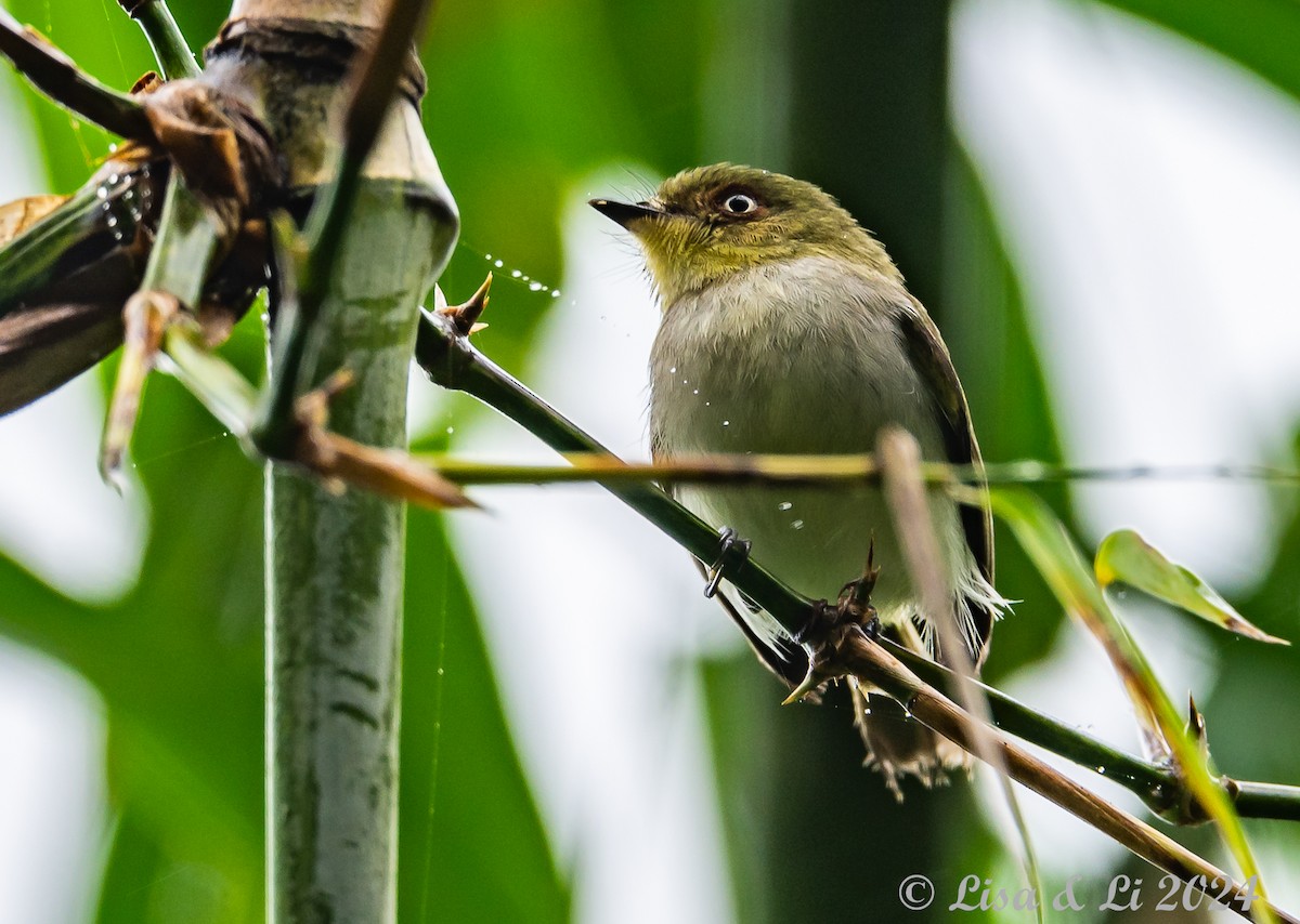 Bay-ringed Tyrannulet - ML627024311