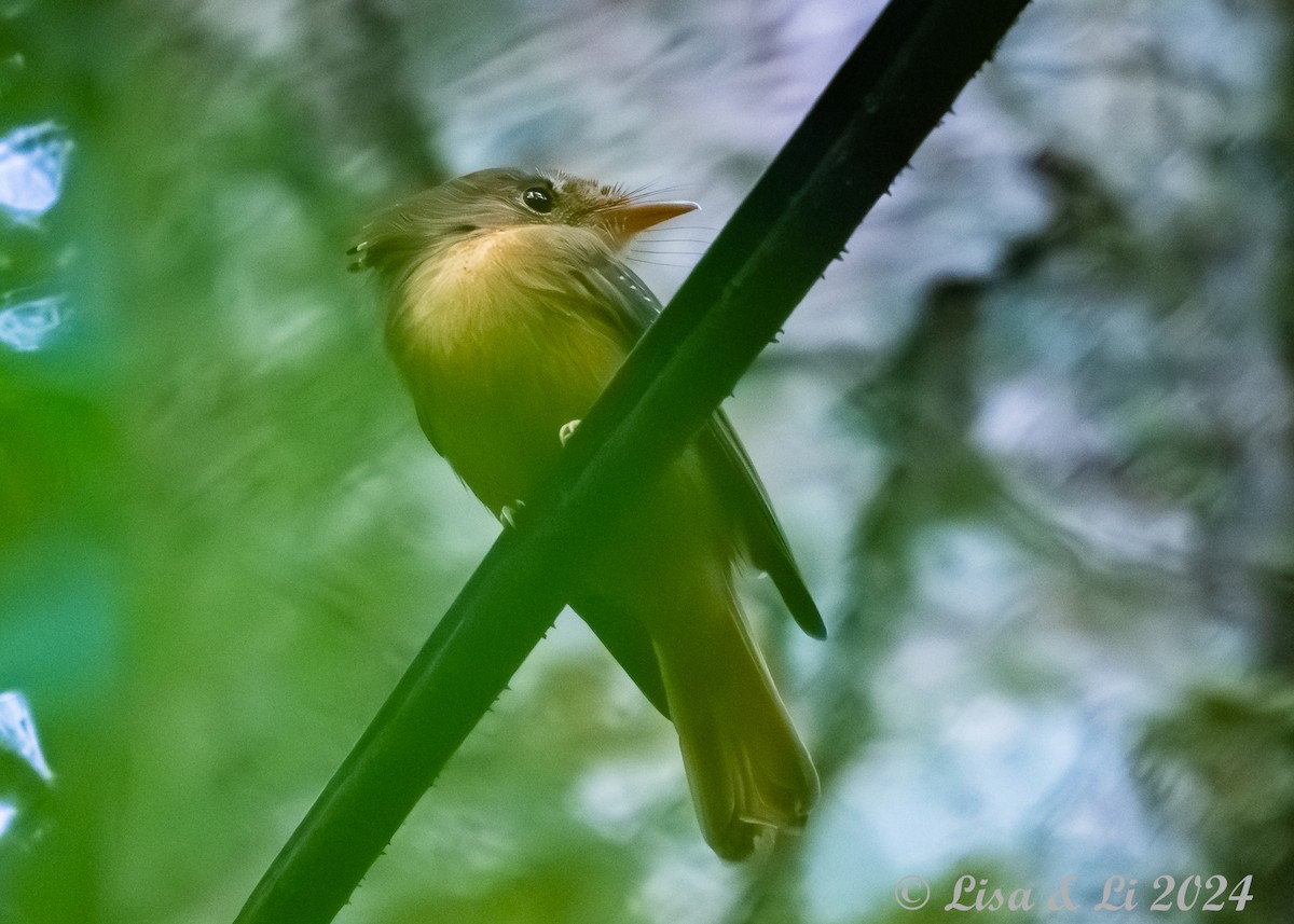 Atlantic Royal Flycatcher - ML627024457