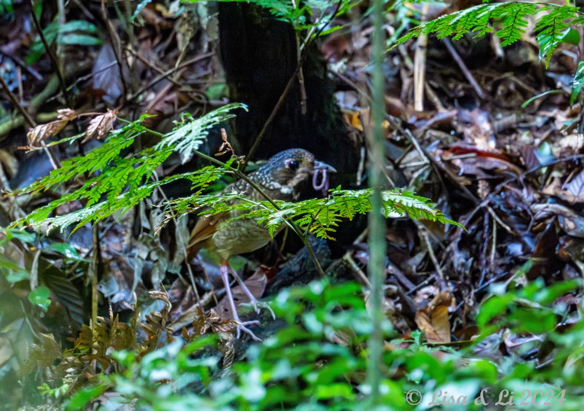 Variegated Antpitta - ML627024464